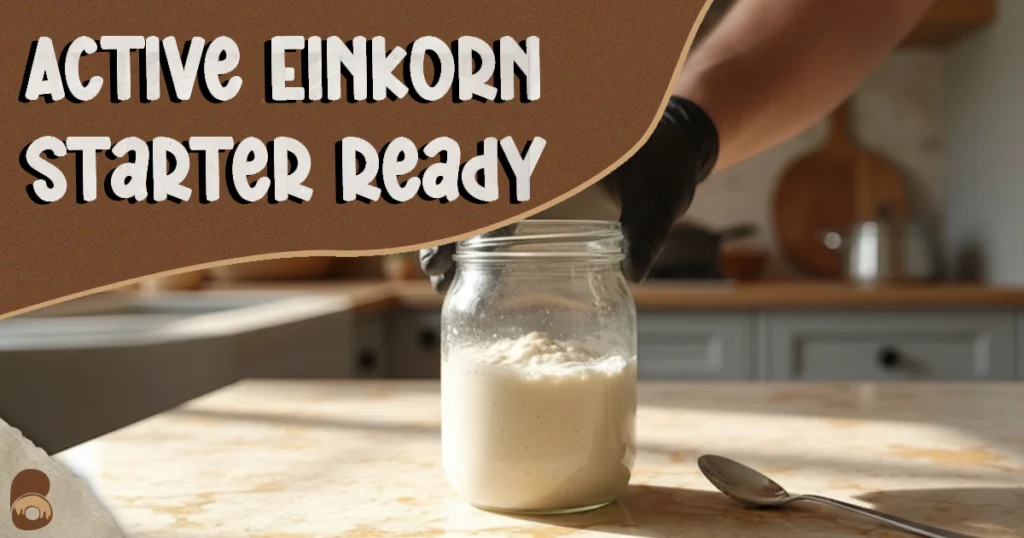 Einkorn sourdough starter bubbling in glass jar on counter, ready for bread making.